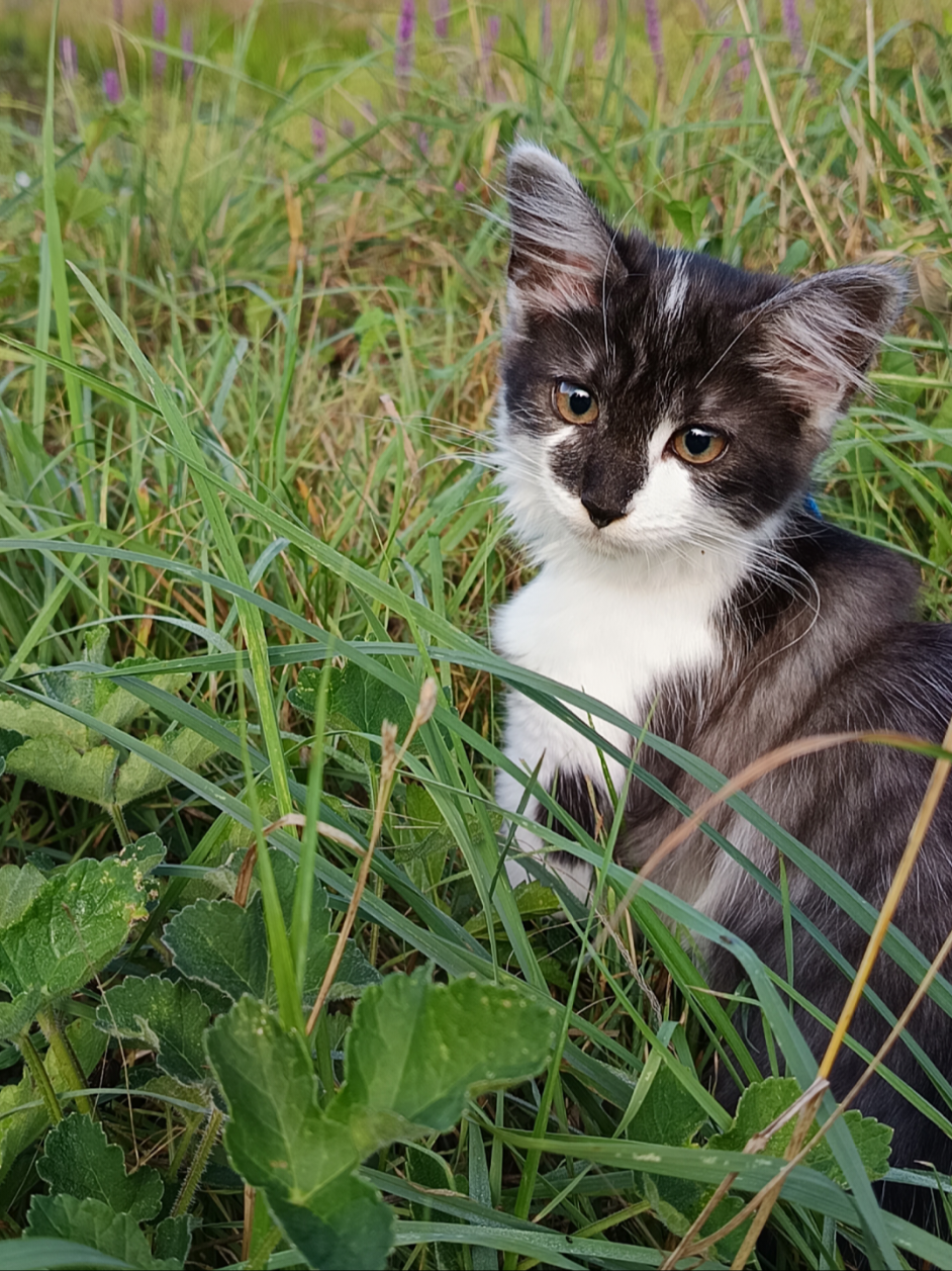 @Transcend'Horse 🐴 Luna'Cat 🐱
