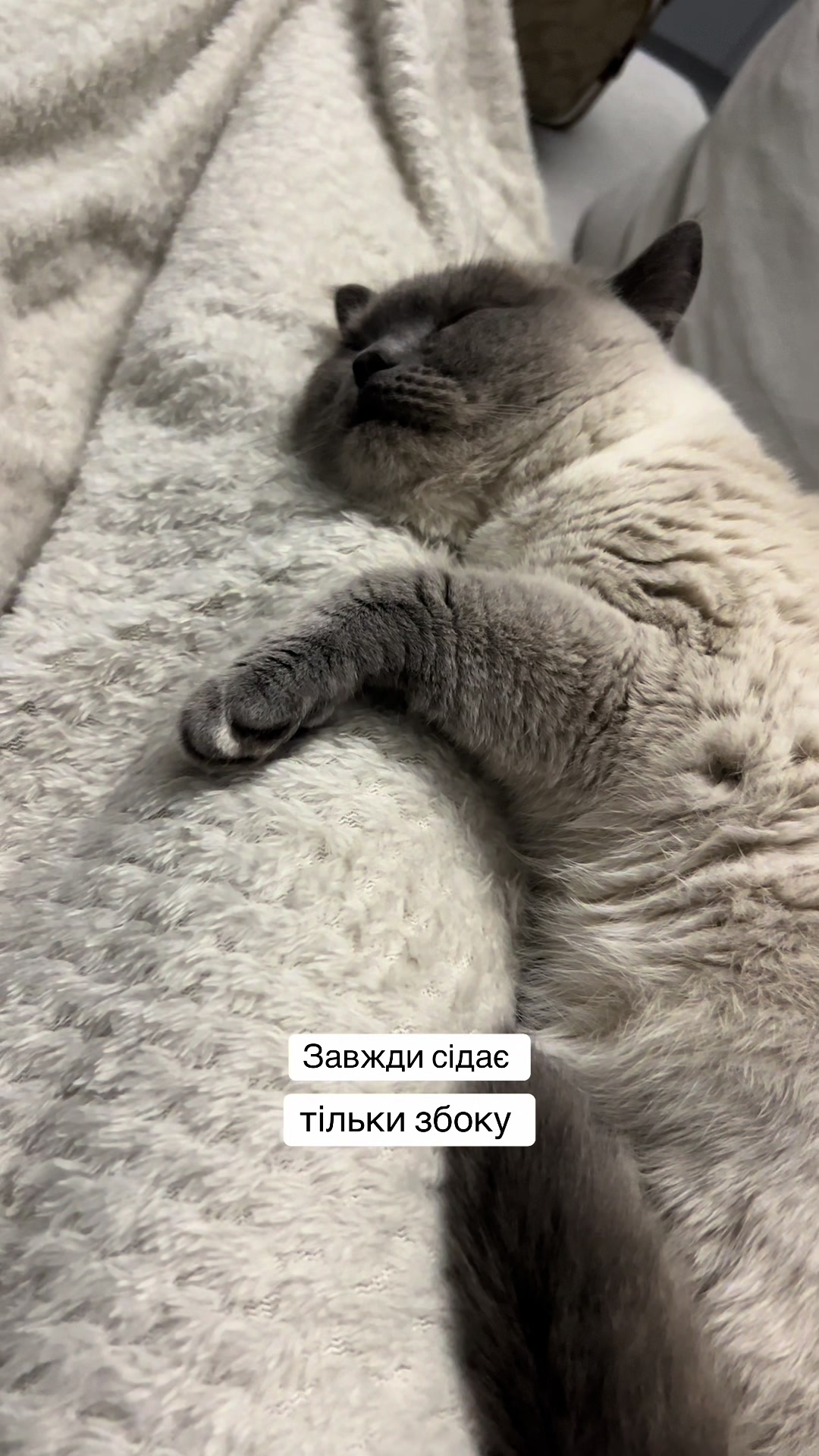 @Трускавецька киця 😻