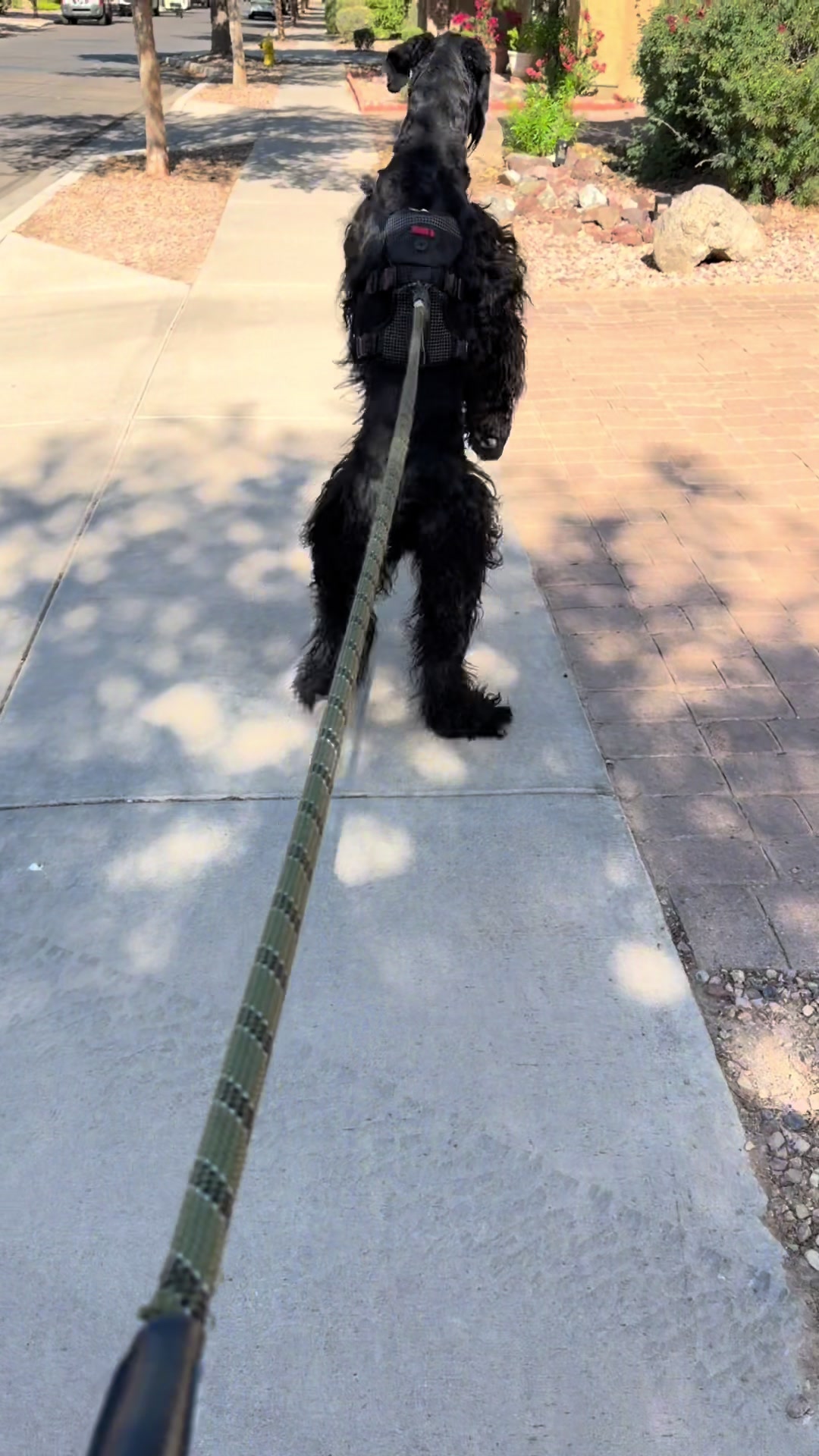 @Fiona Walks
