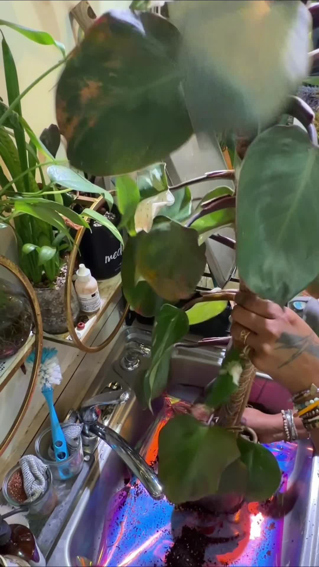 @cottonblu