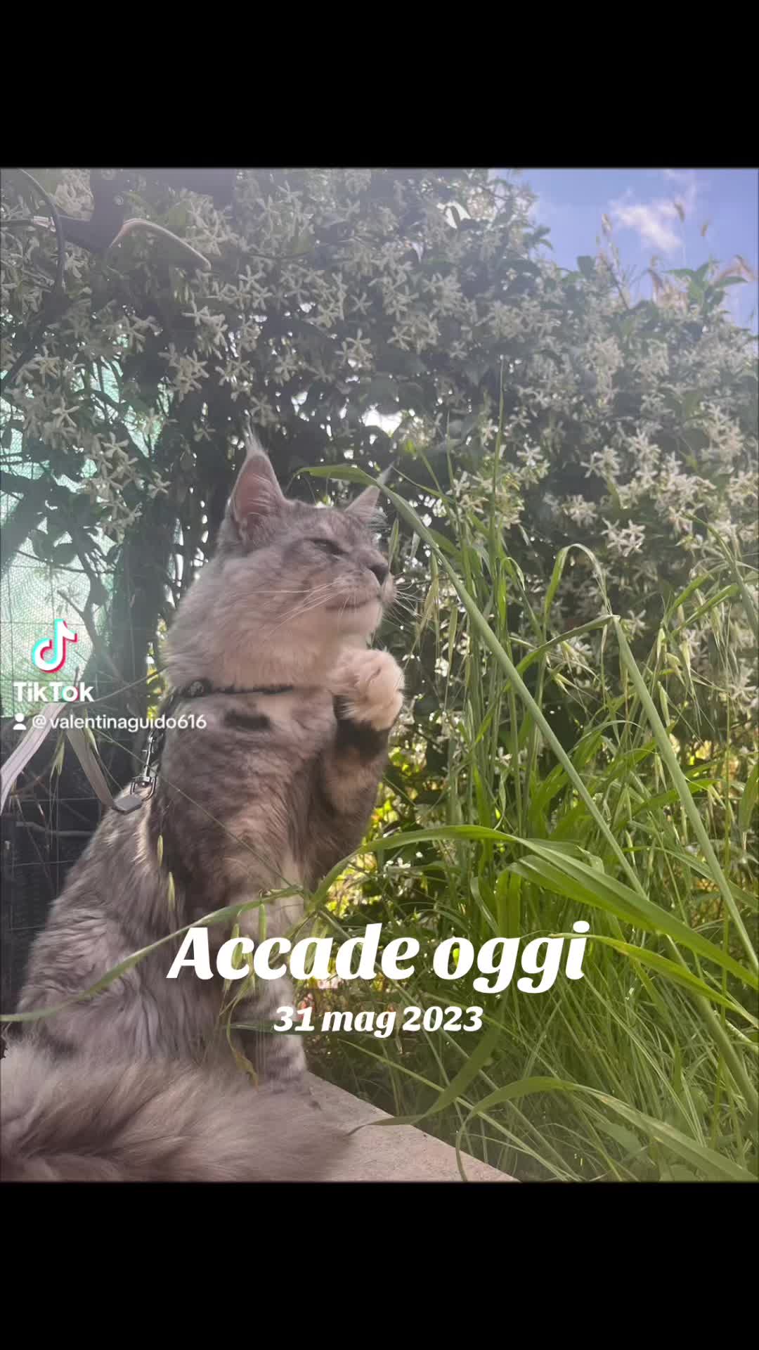 @Valentina Addestrare educando