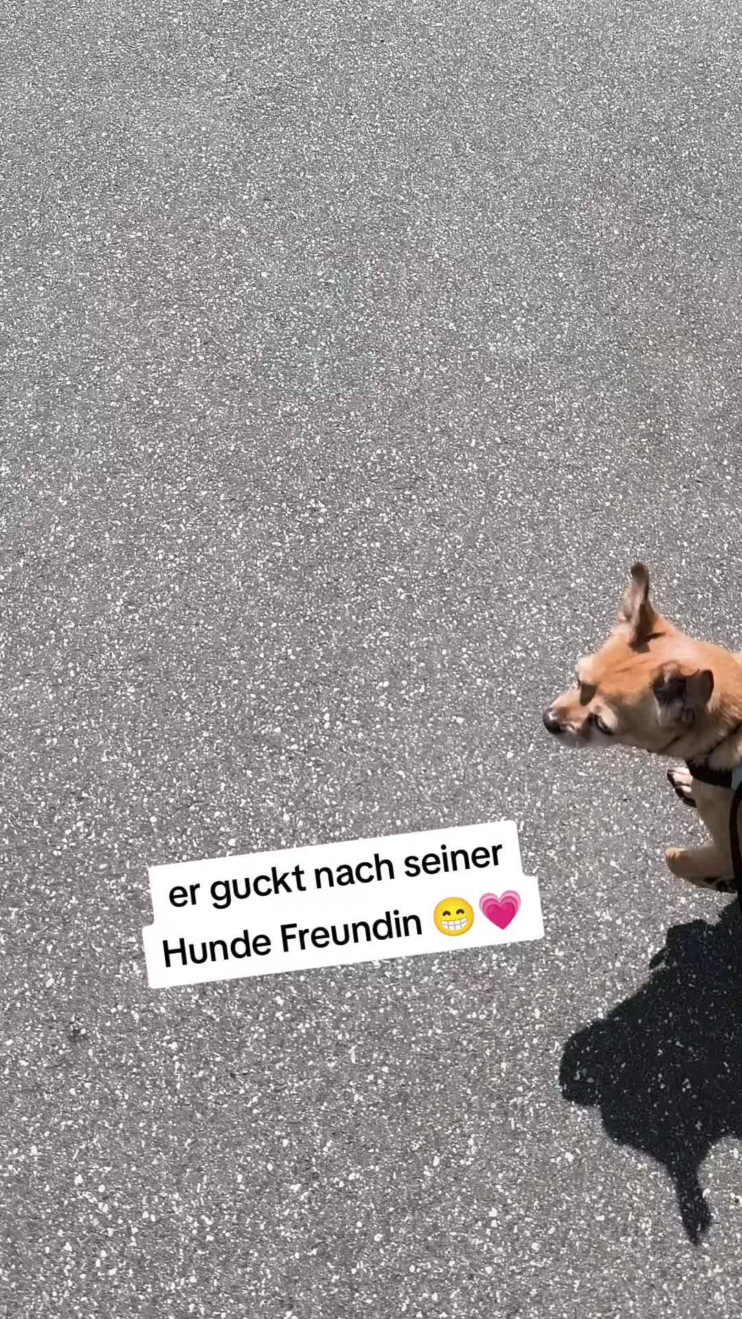 @❤️Kathi❤️Milow🐕❤️