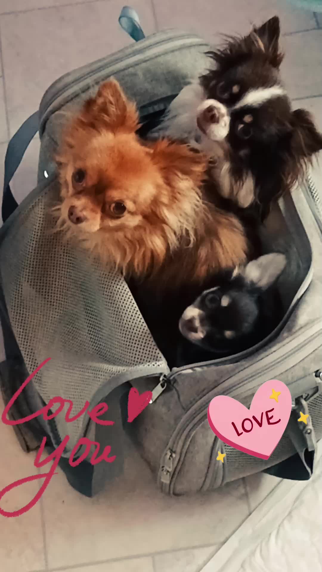 @Melody Gismo Peanut Brownie🐶❤