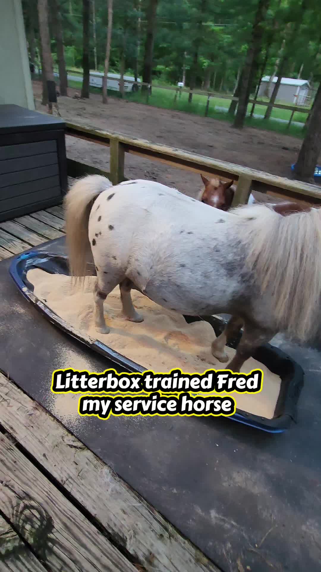 @minihorsemomandtrainer🐴🐴🐴🐴