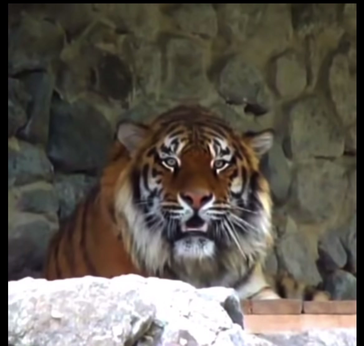 @ღ # 𝑻𝑰𝑮𝑹𝑬𝑺𝑺. 🐅 ❦