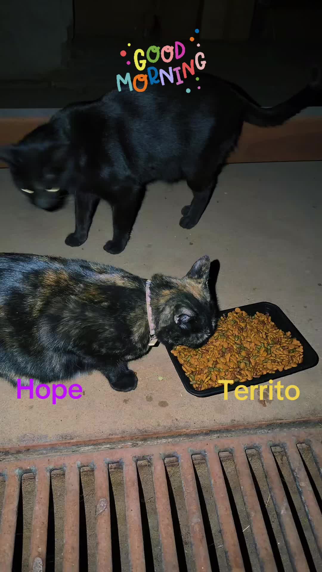 @Amri Gatitos
