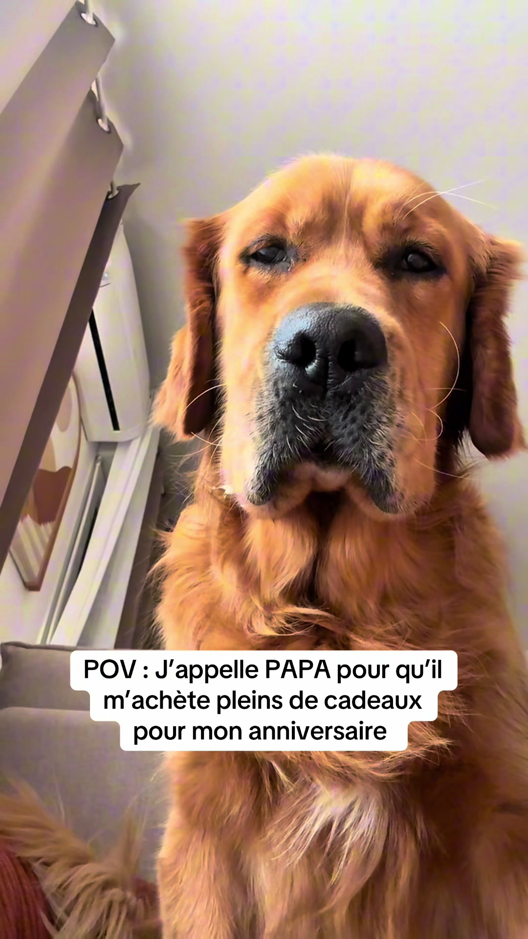 @Uggy Le Golden 🐶