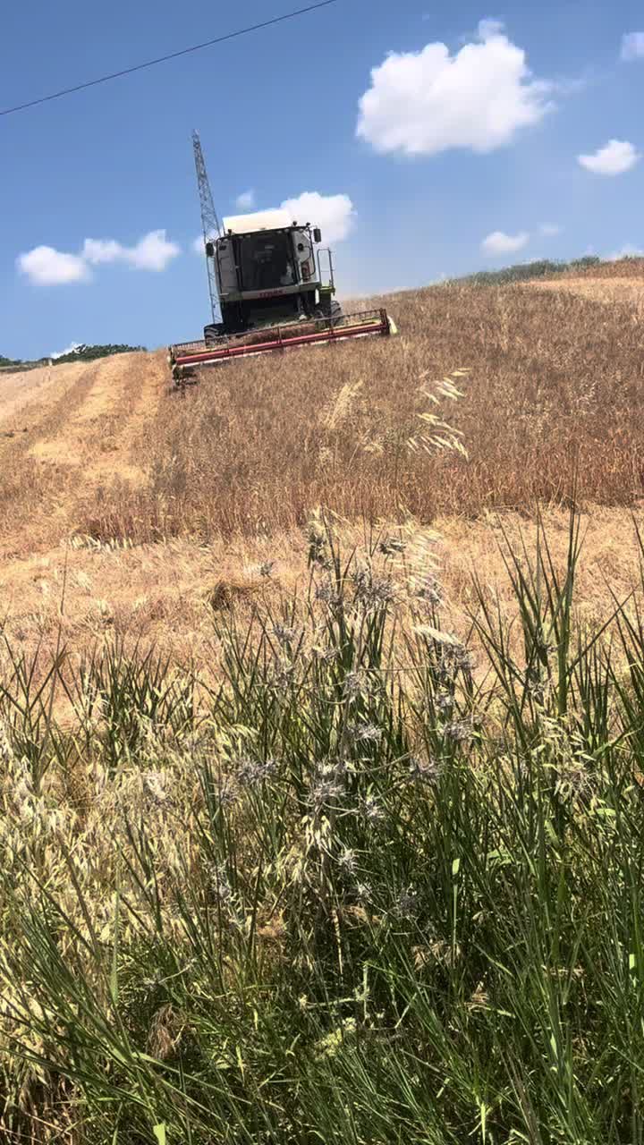 @DV.farm96