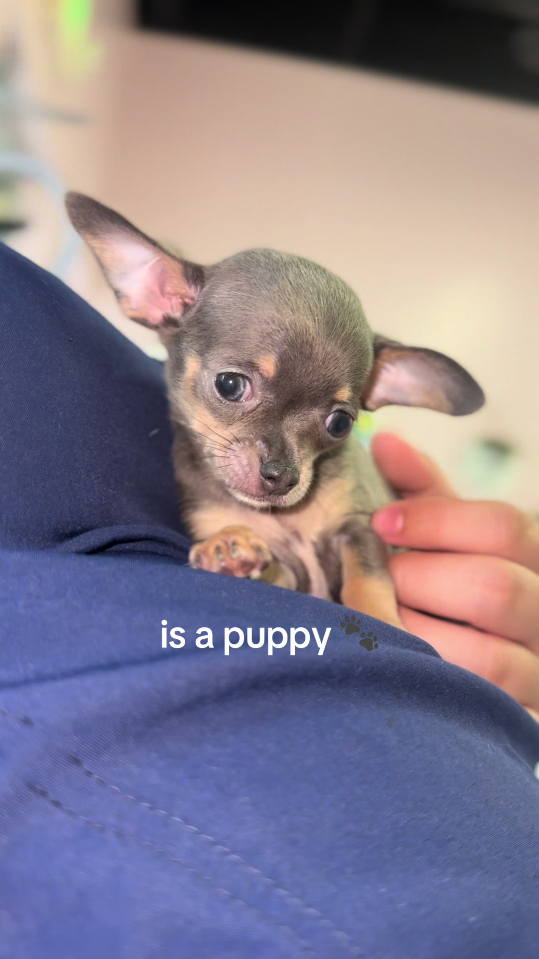 @Furry Babies