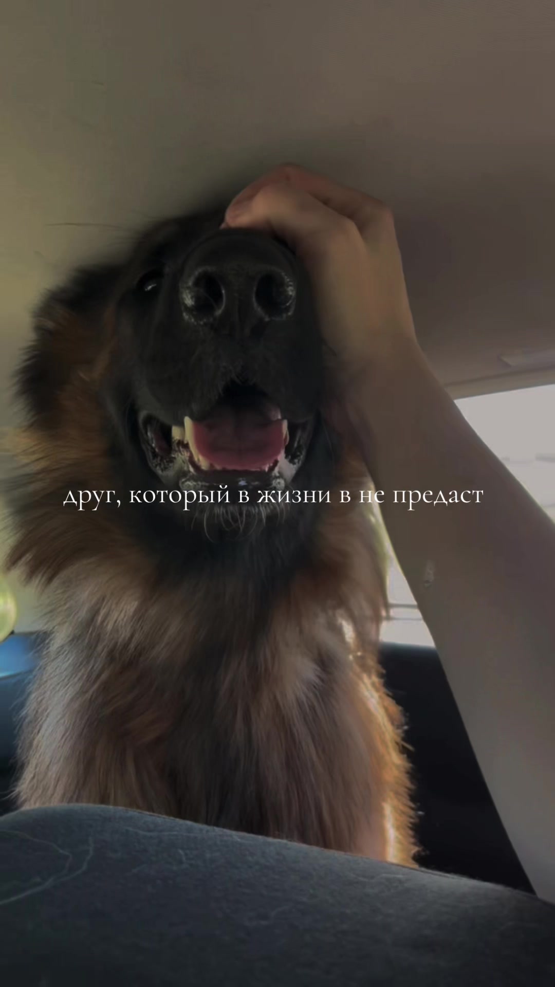 @за лапами