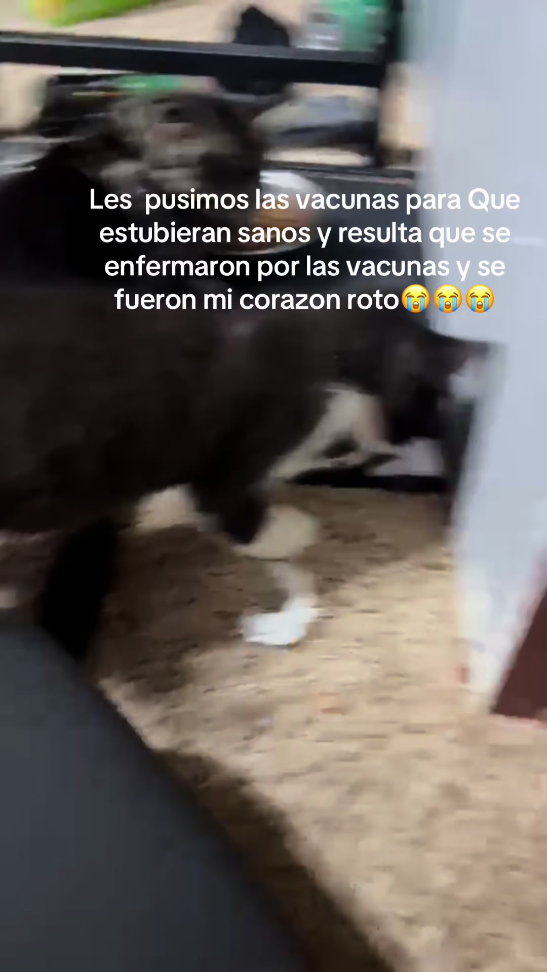 @Evelyn Martínez