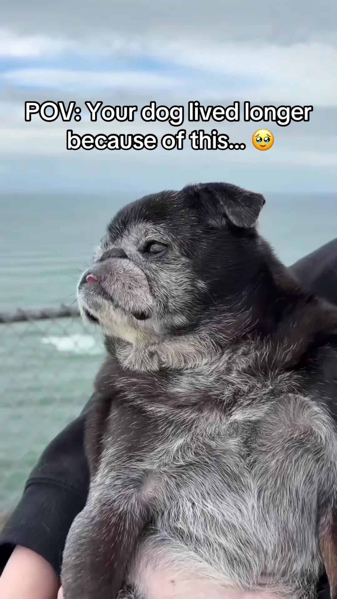 @SavlahPets