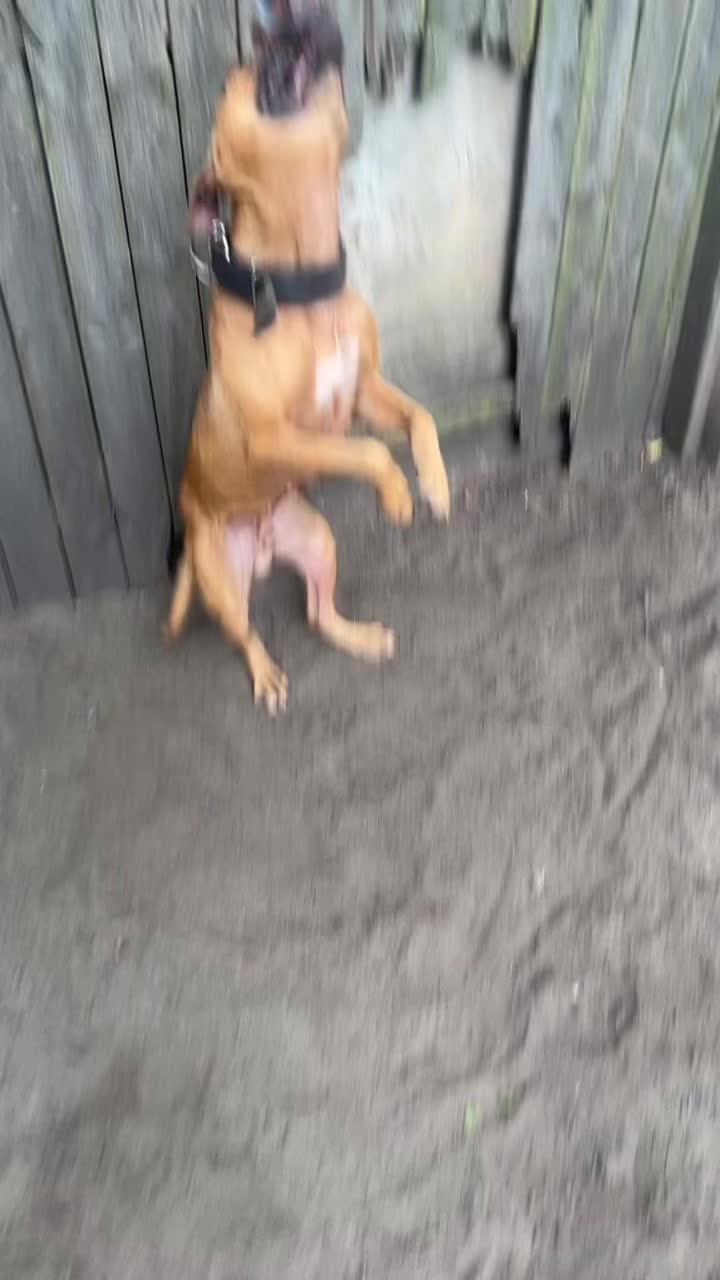 @themreal_hounds