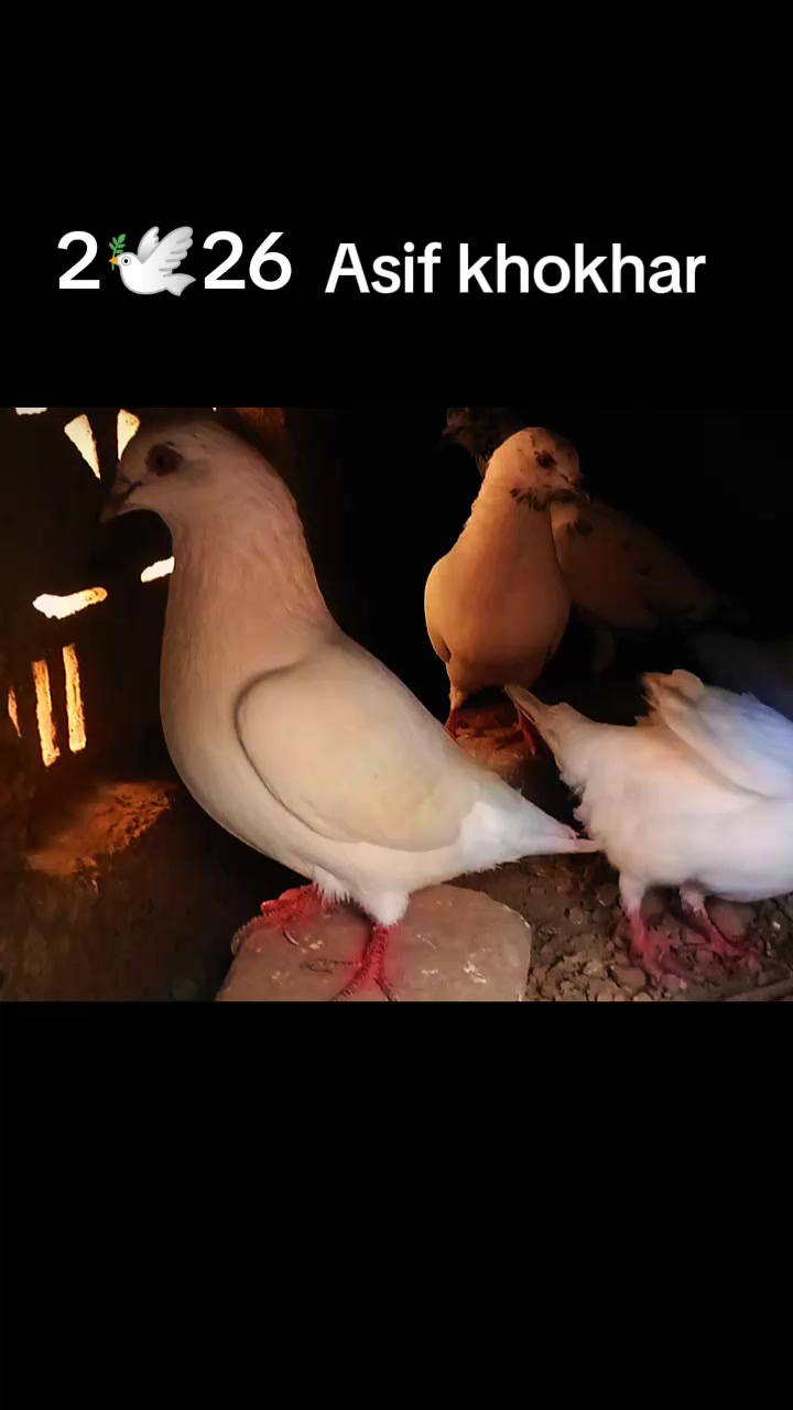 @آصو کھوکھر