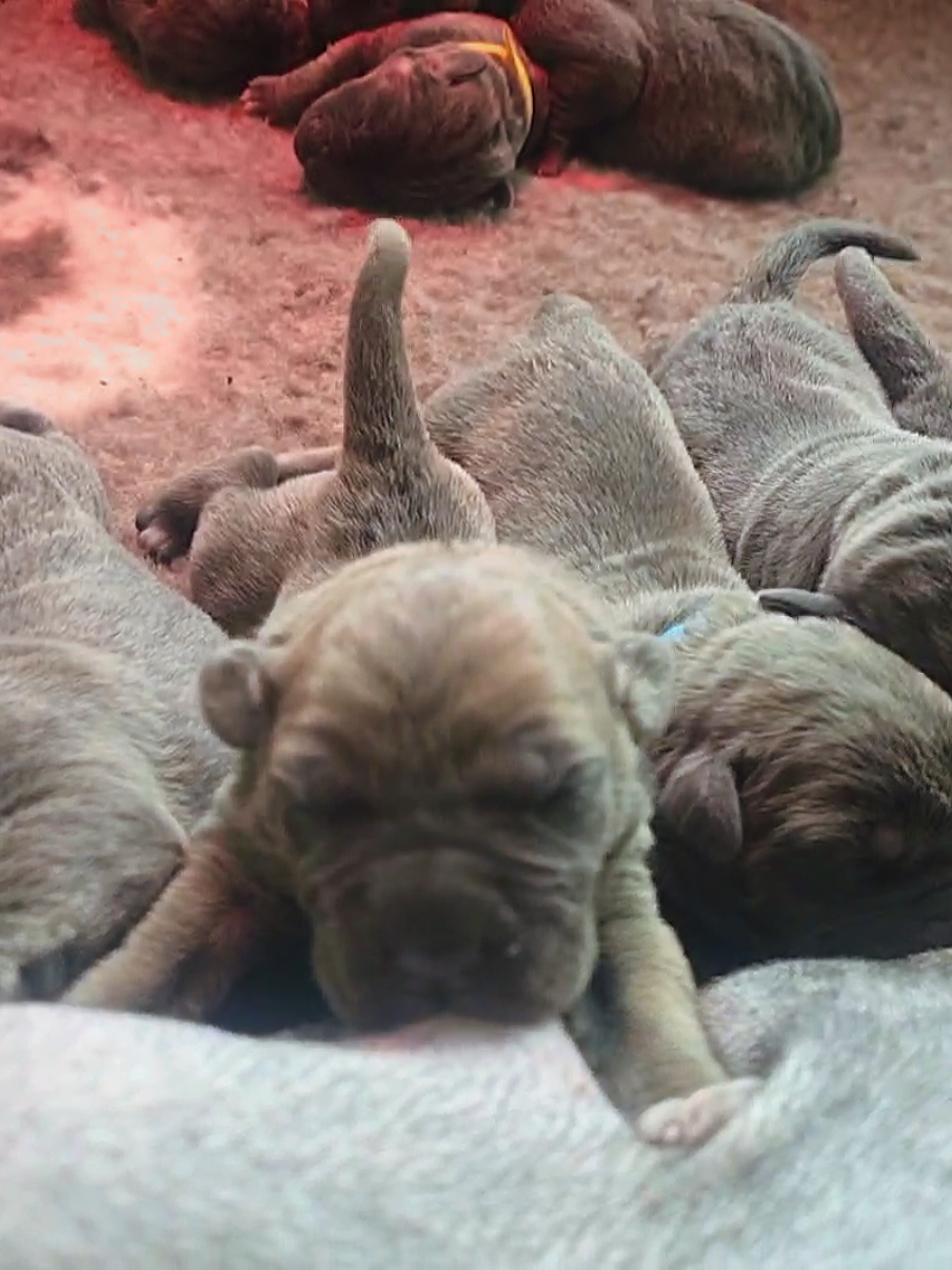 @canecorsodortmund