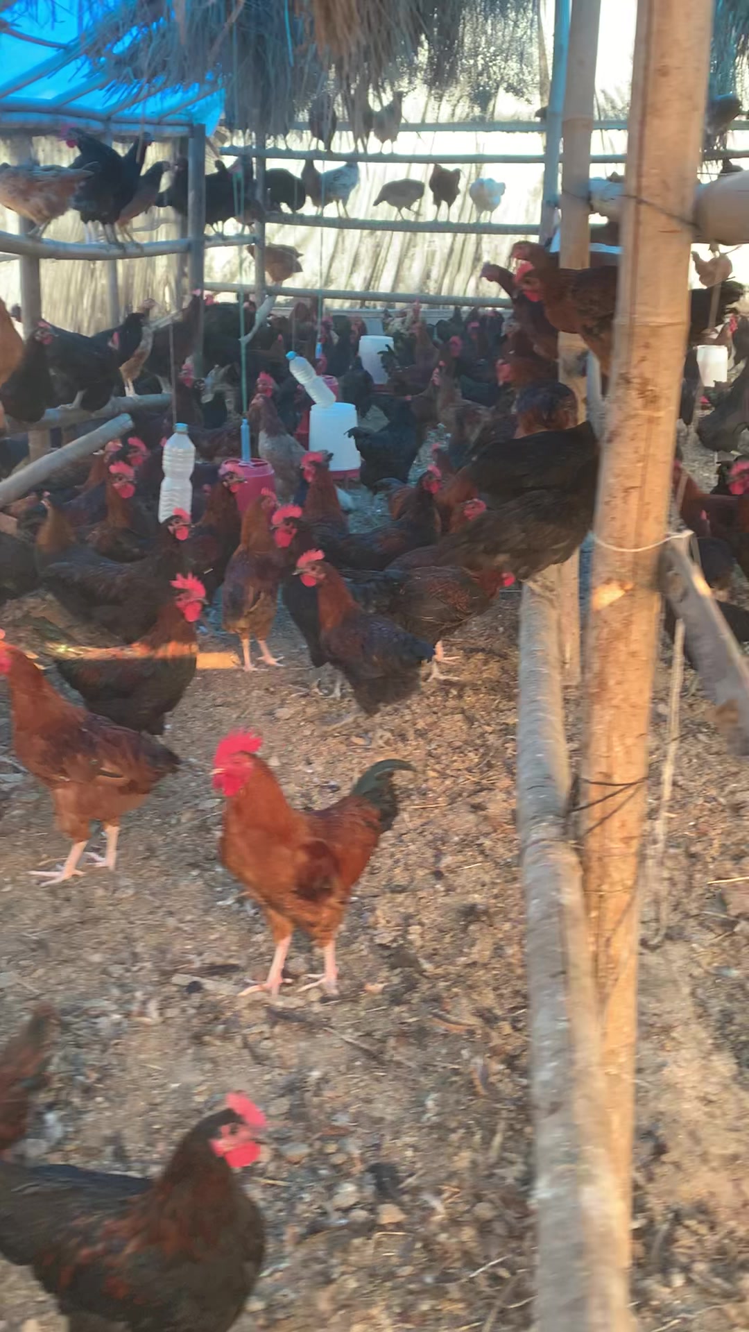 @Poudel Poultry Farm 🐔