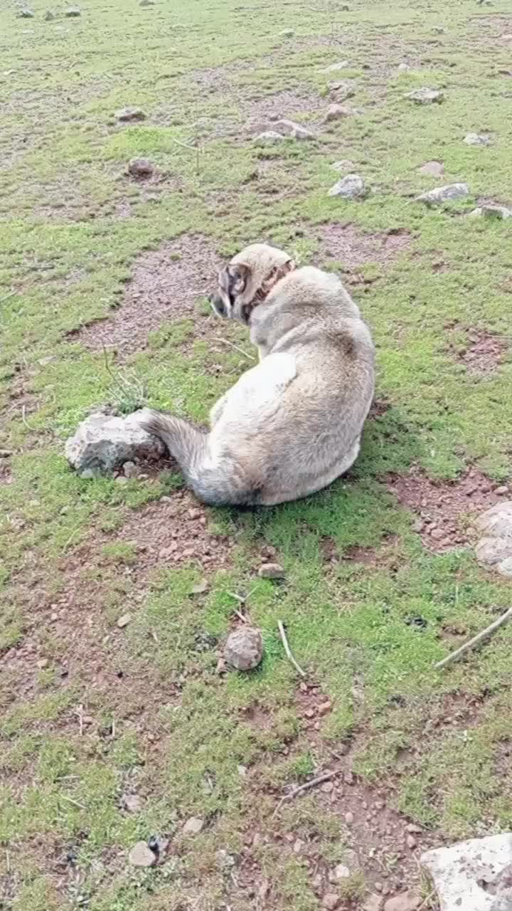 @Süleyman21 🐊🐊