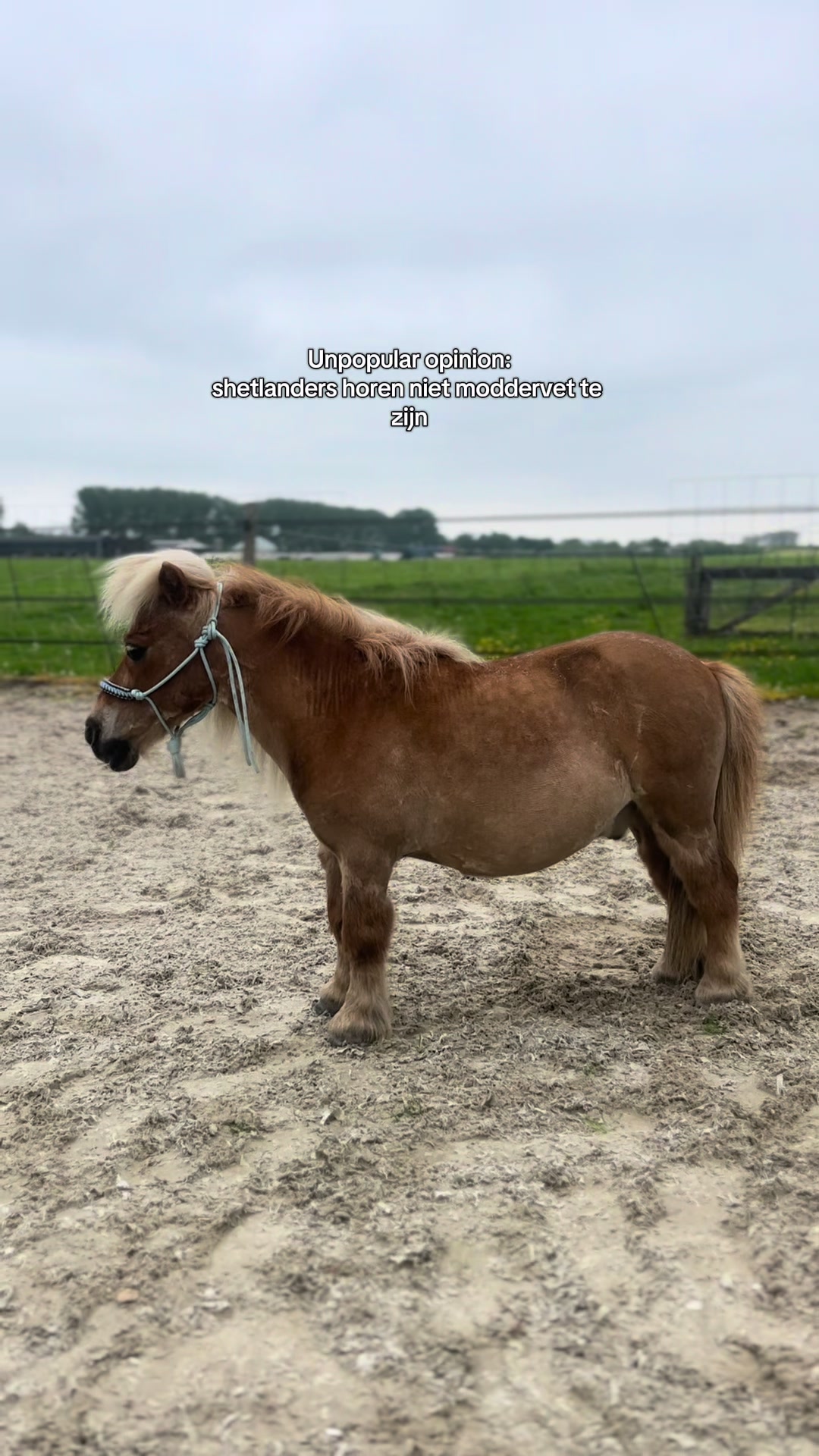@idh_horses