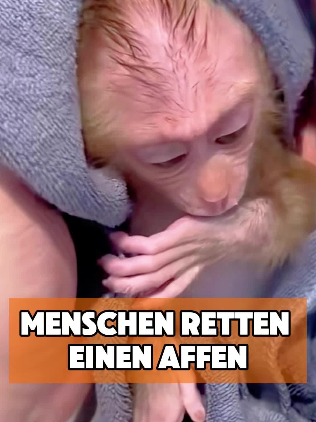 @toto_tier