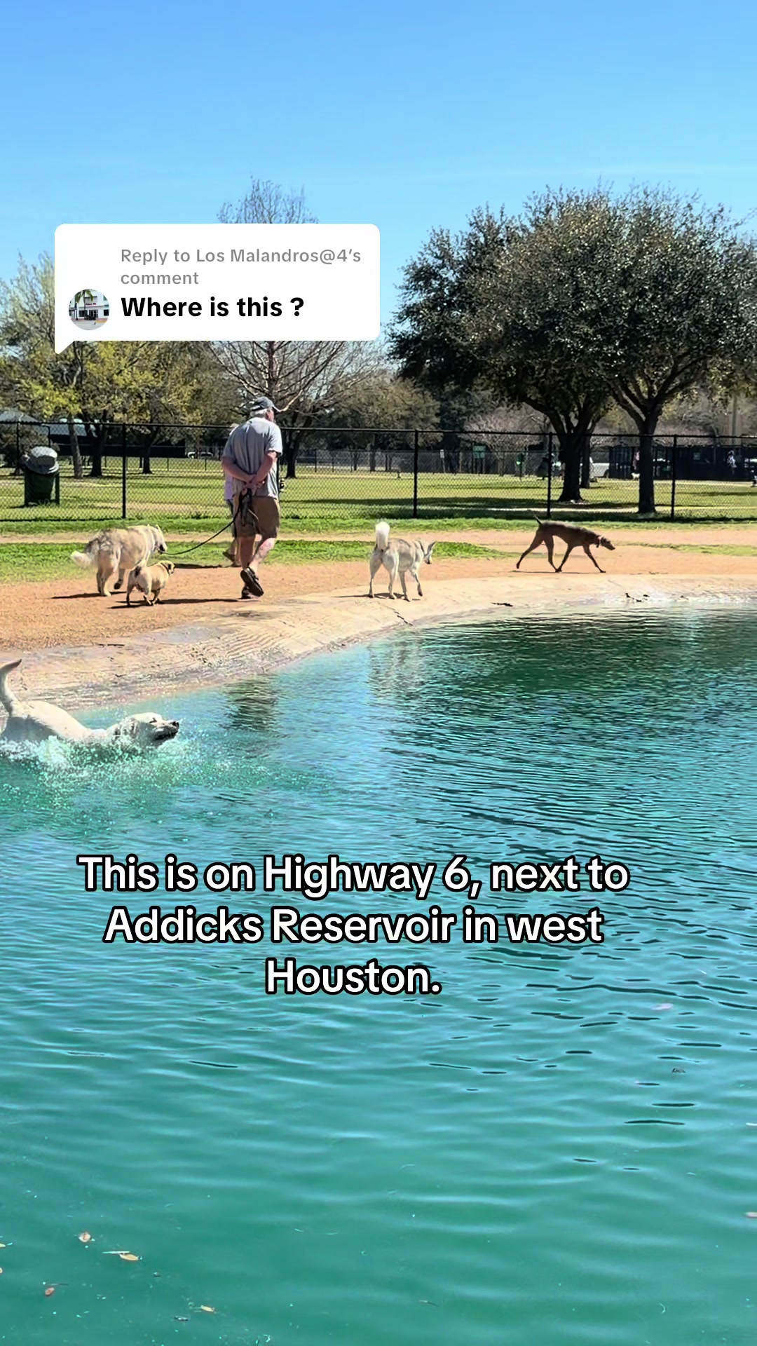 @Buddy_the_lab
