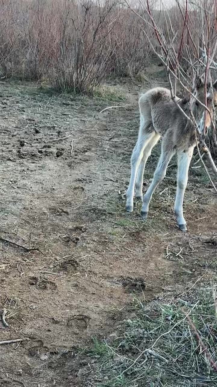 @Наурызбек