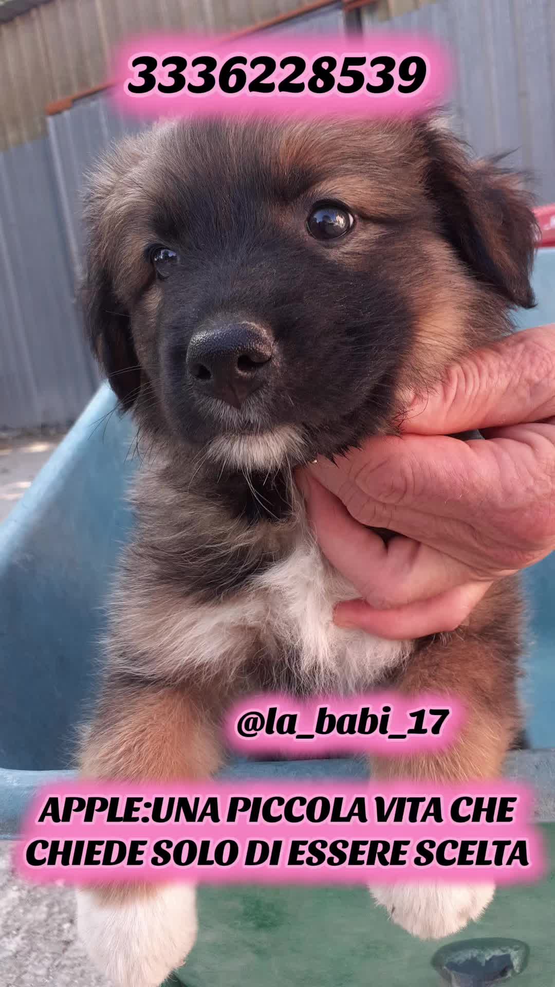 @la_babi_17