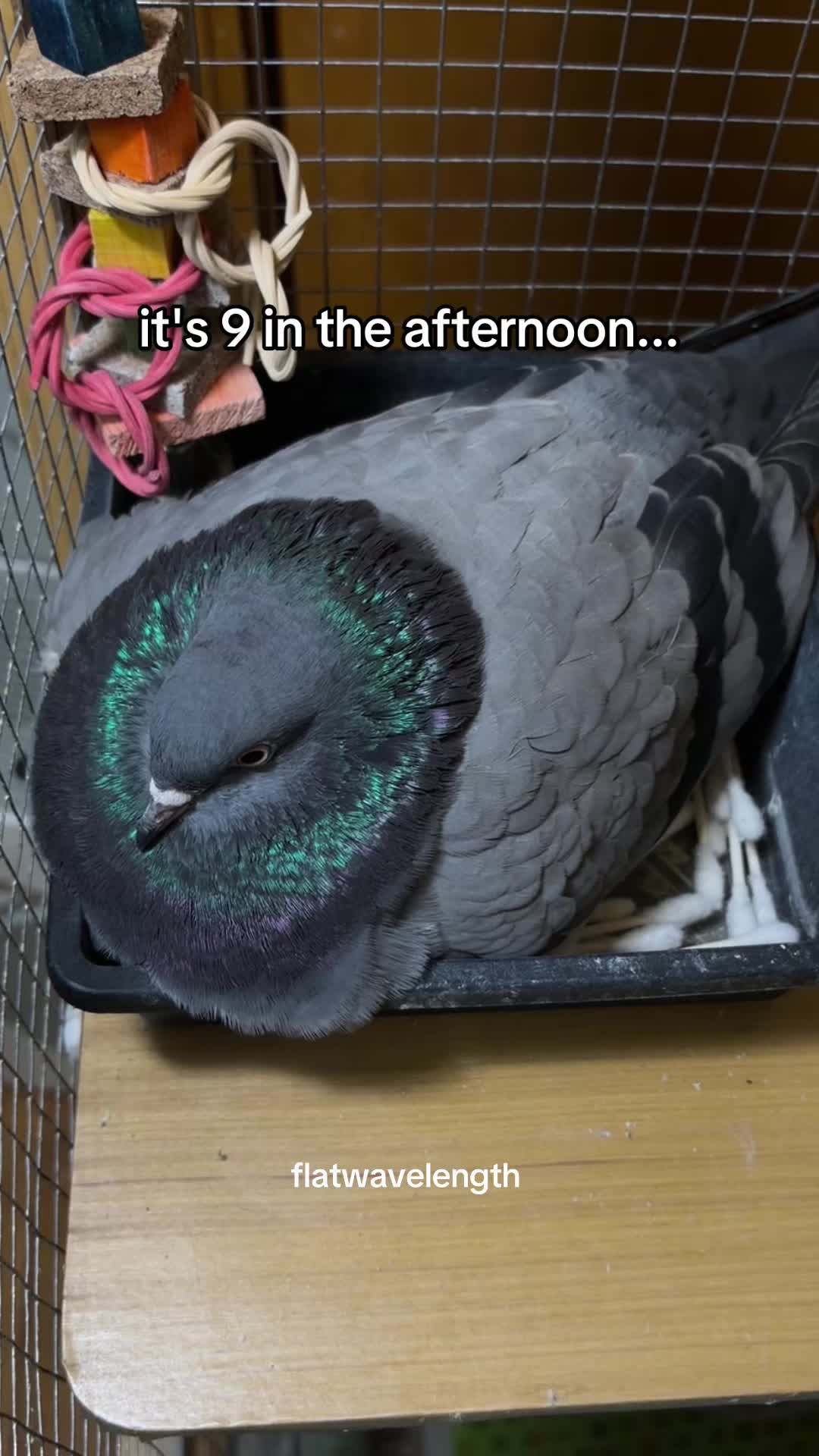@flatwavelength