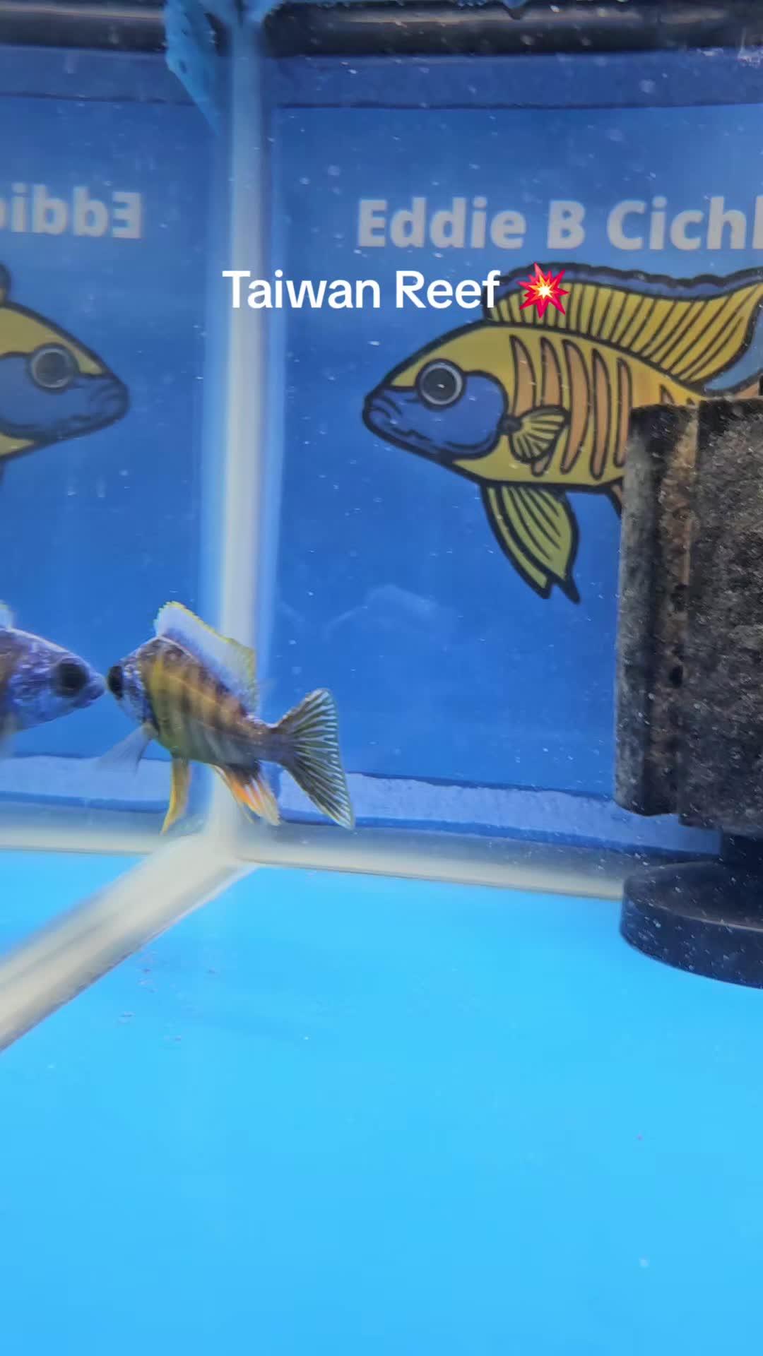 @EddieBcichlids