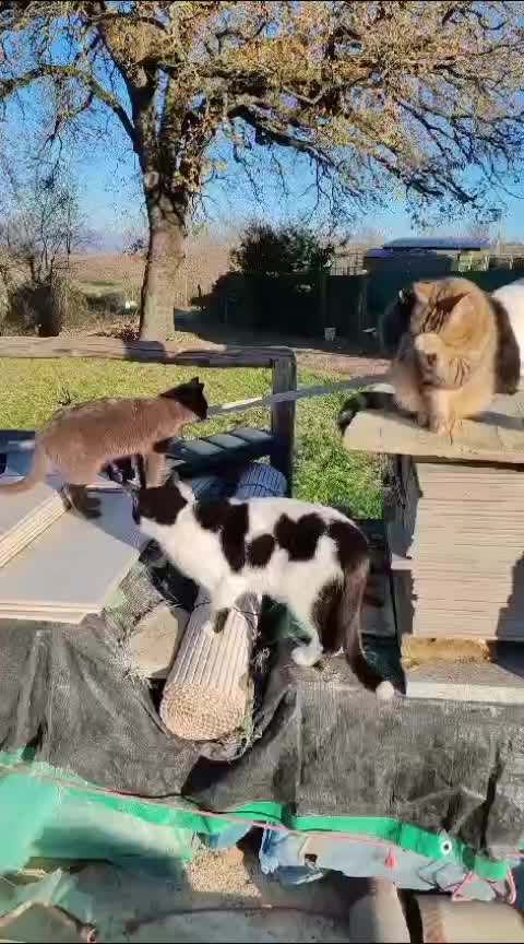 @ELETTRA L'ANIMALISTA
