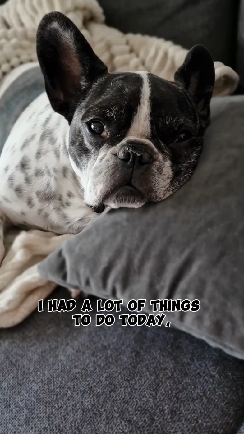 @French Bulldog Jacky 🐶🐾