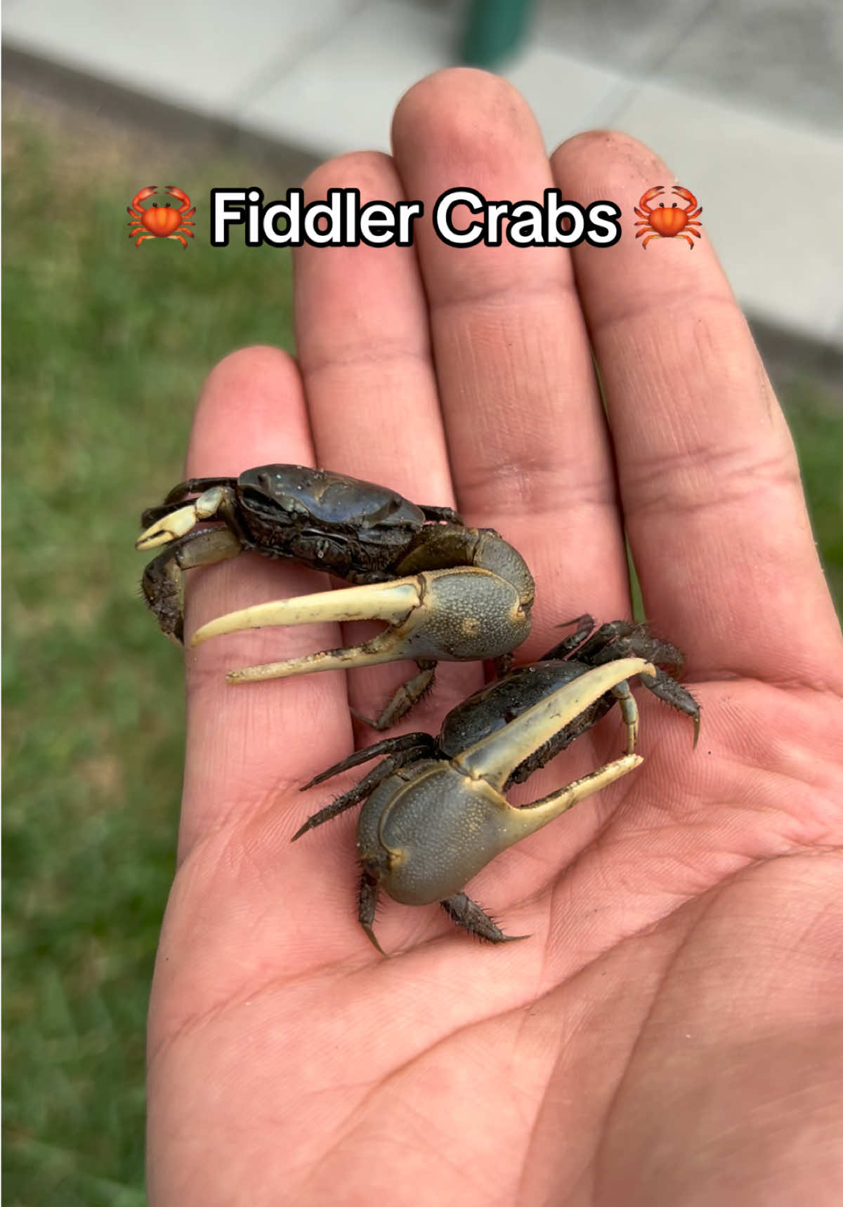 @TwoZBros