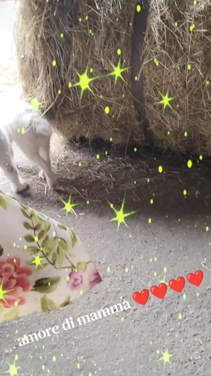 @Caterina.Zanni204