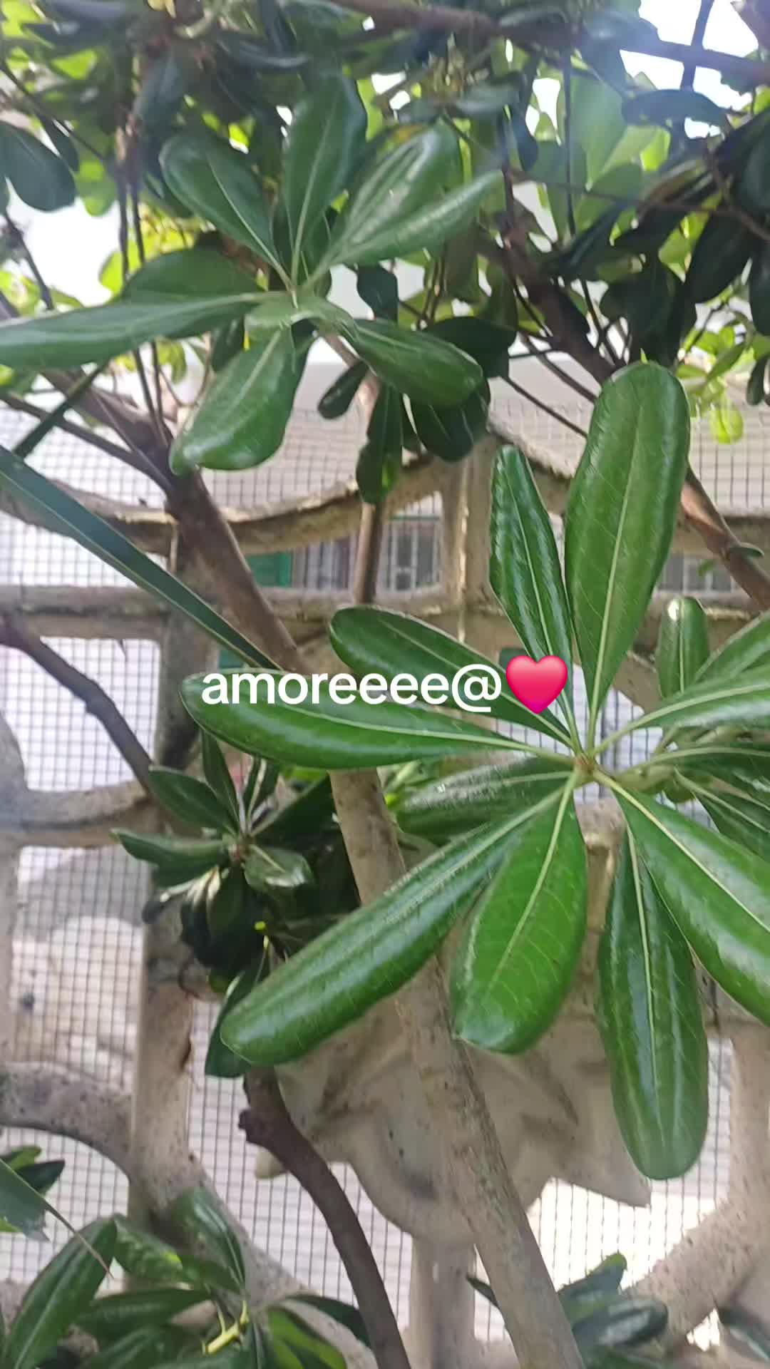 @Rosa Forli
