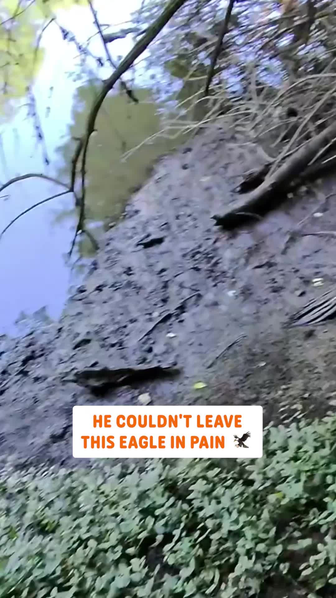 @Pawsome Pets