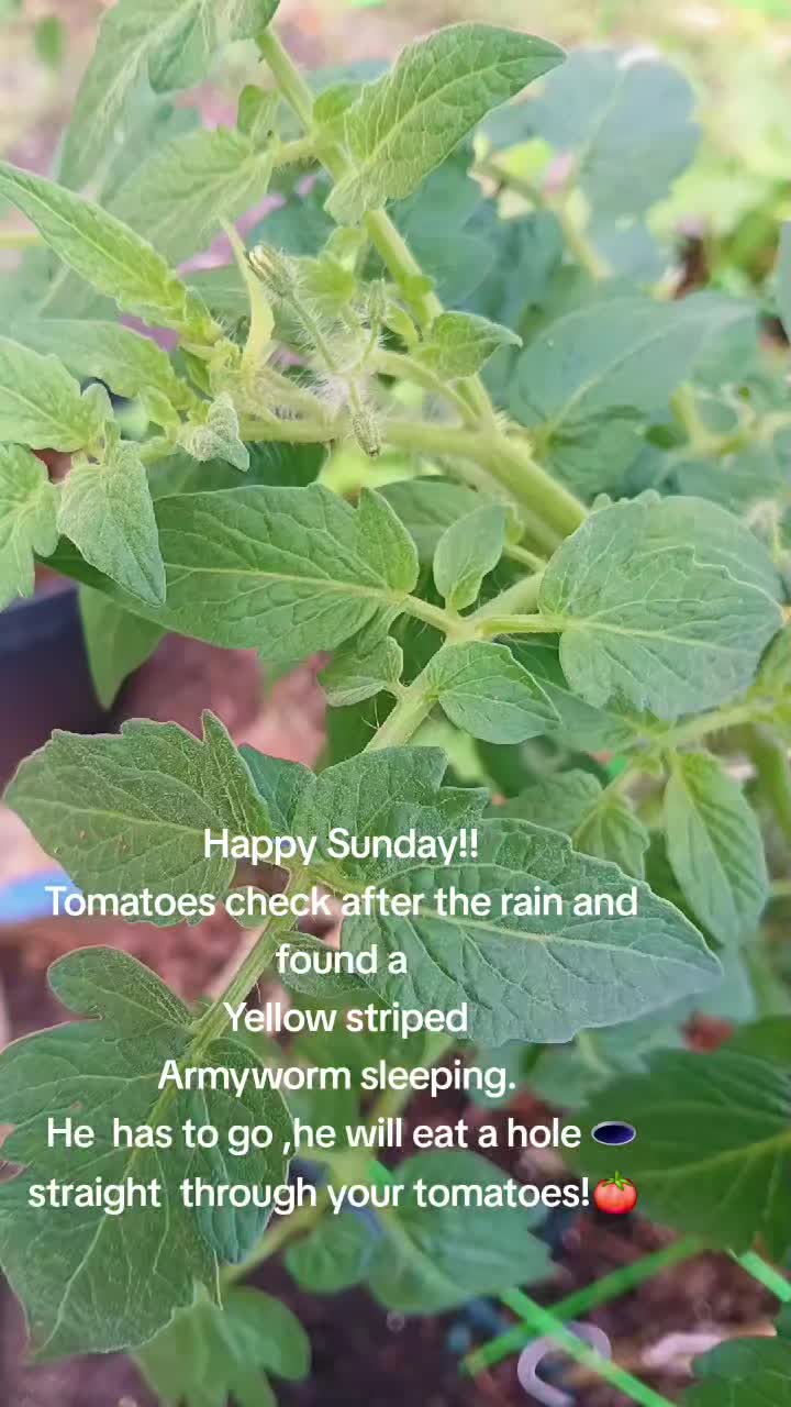 @Ronnie's garden🍅🫑🥬🥒🌻🌺