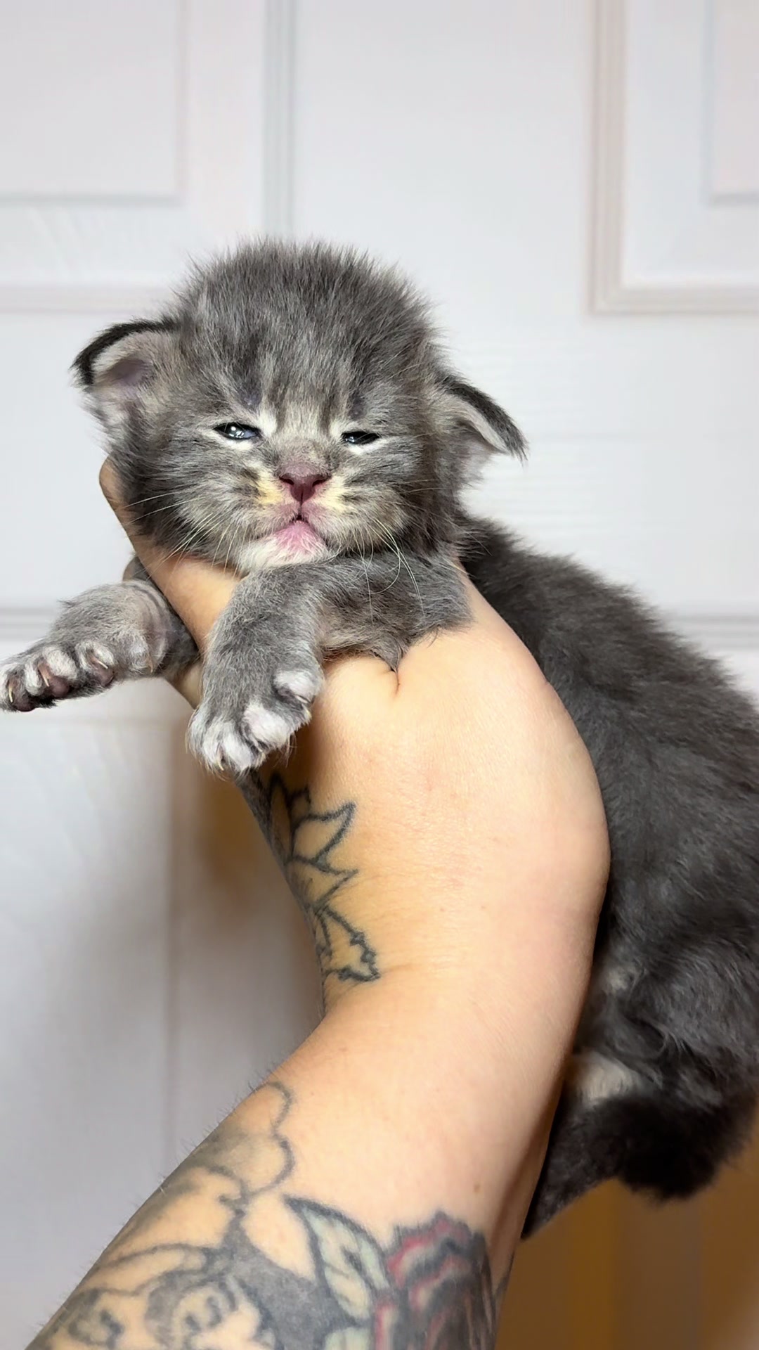 @MidwestGiantsMaineCoonCattery
