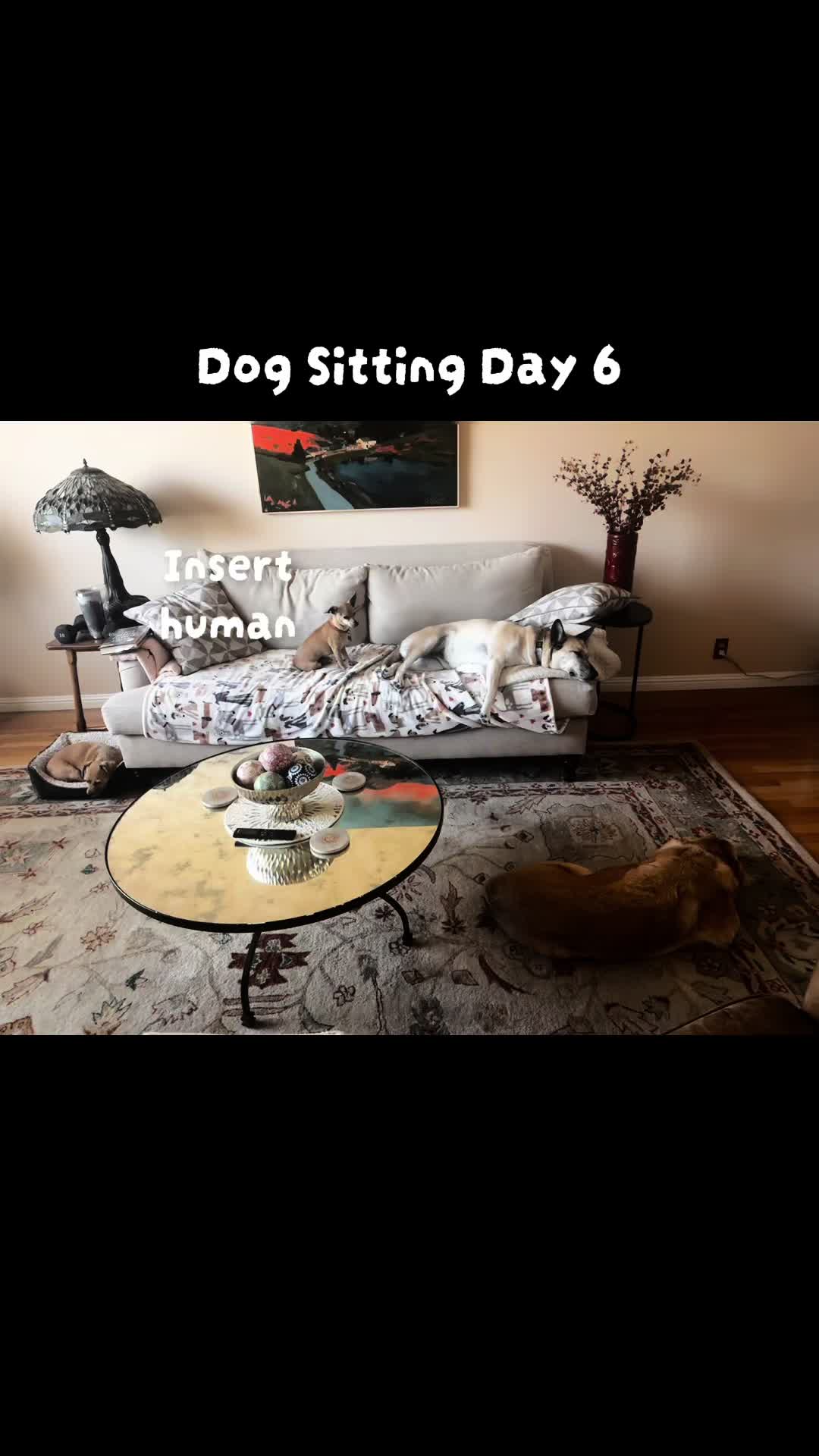 @LittleDog&Bogie