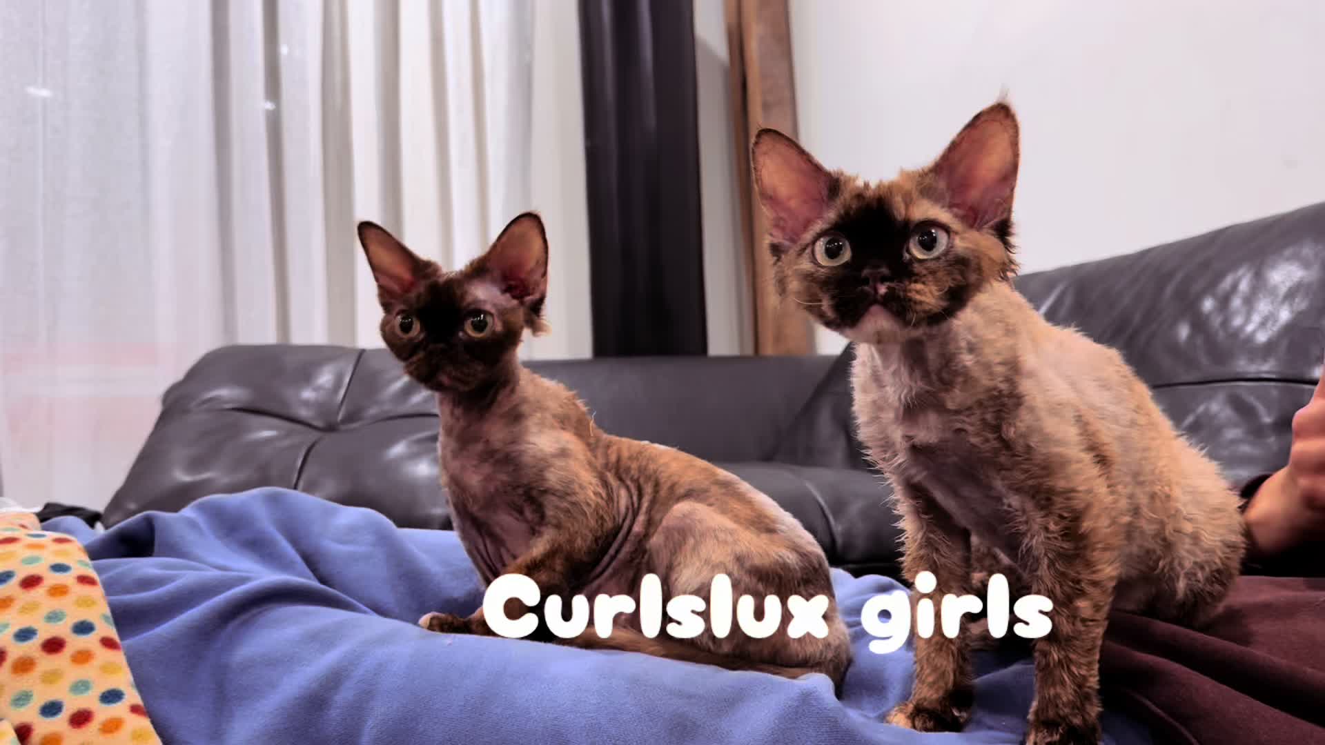 @Curlslux cattery!!🇺🇸