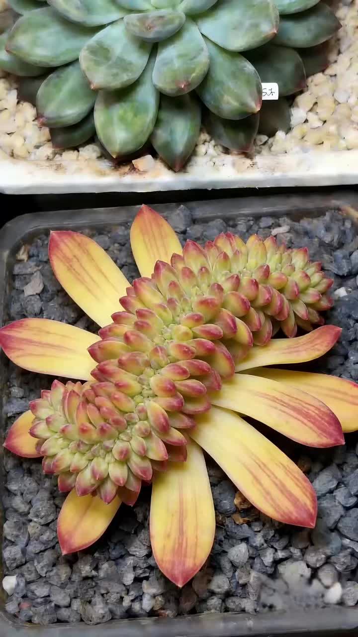 @LushSuccs