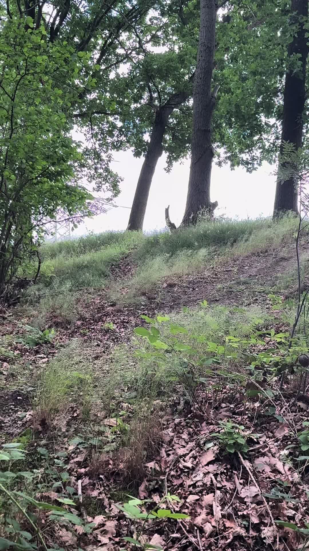 @downhill.ole