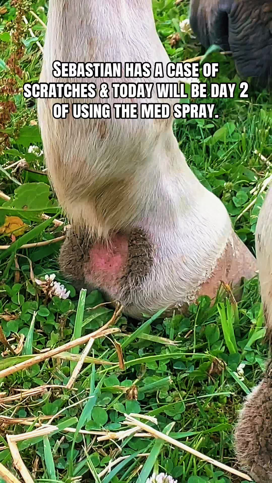 @Pony Girl