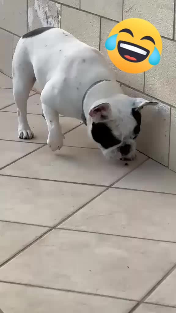 @Nelly🩷Maya🐶