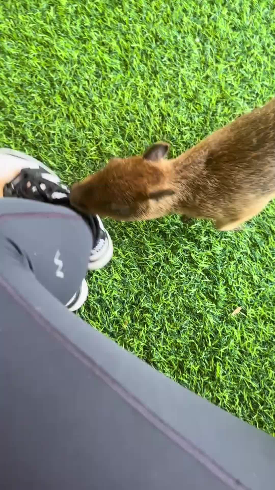 @CuteAnimal
