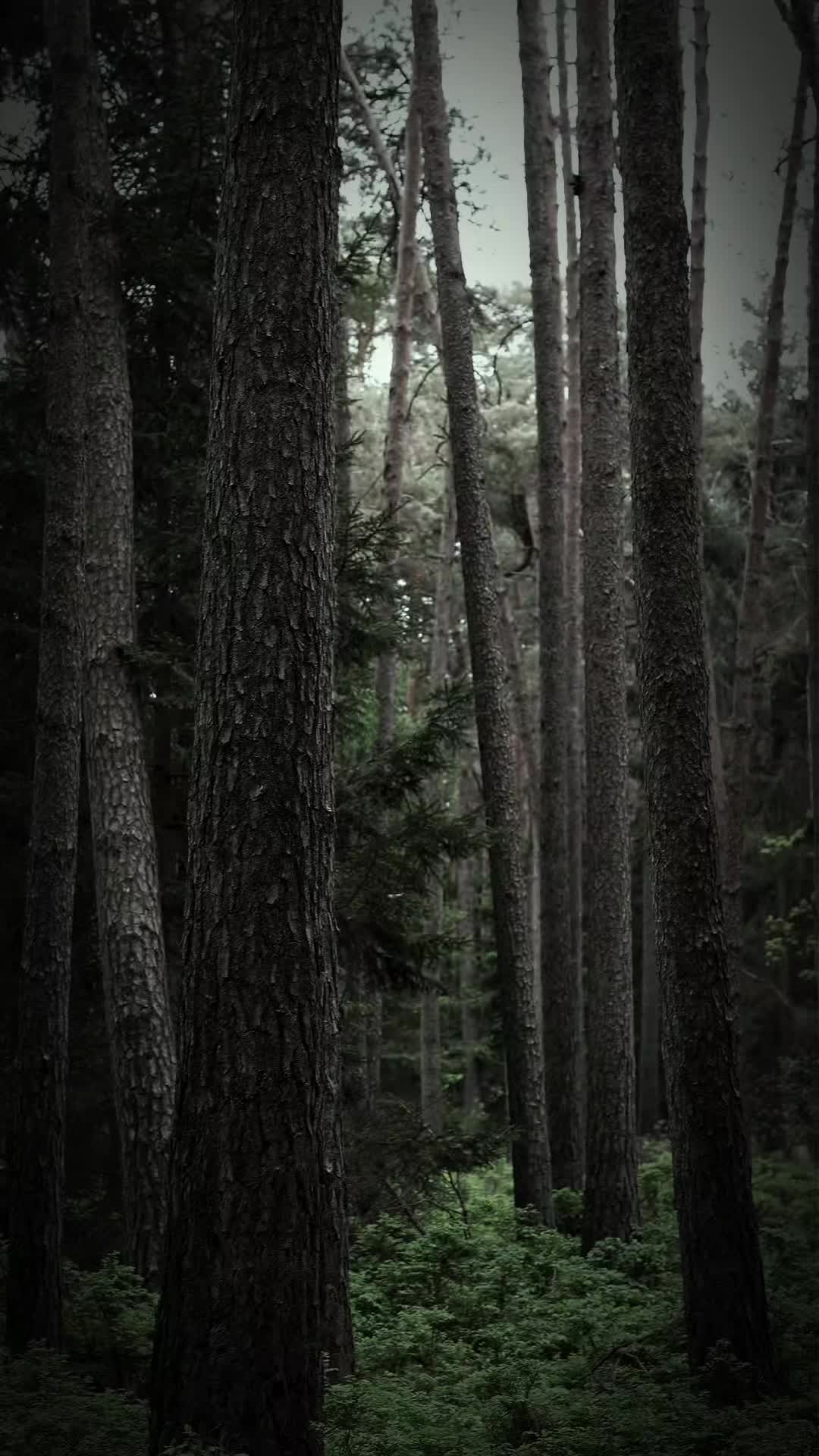@TreeTales