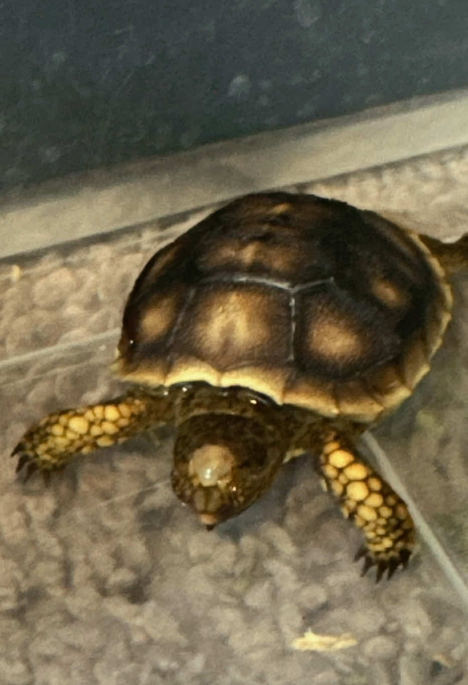 @Western State Tortoise