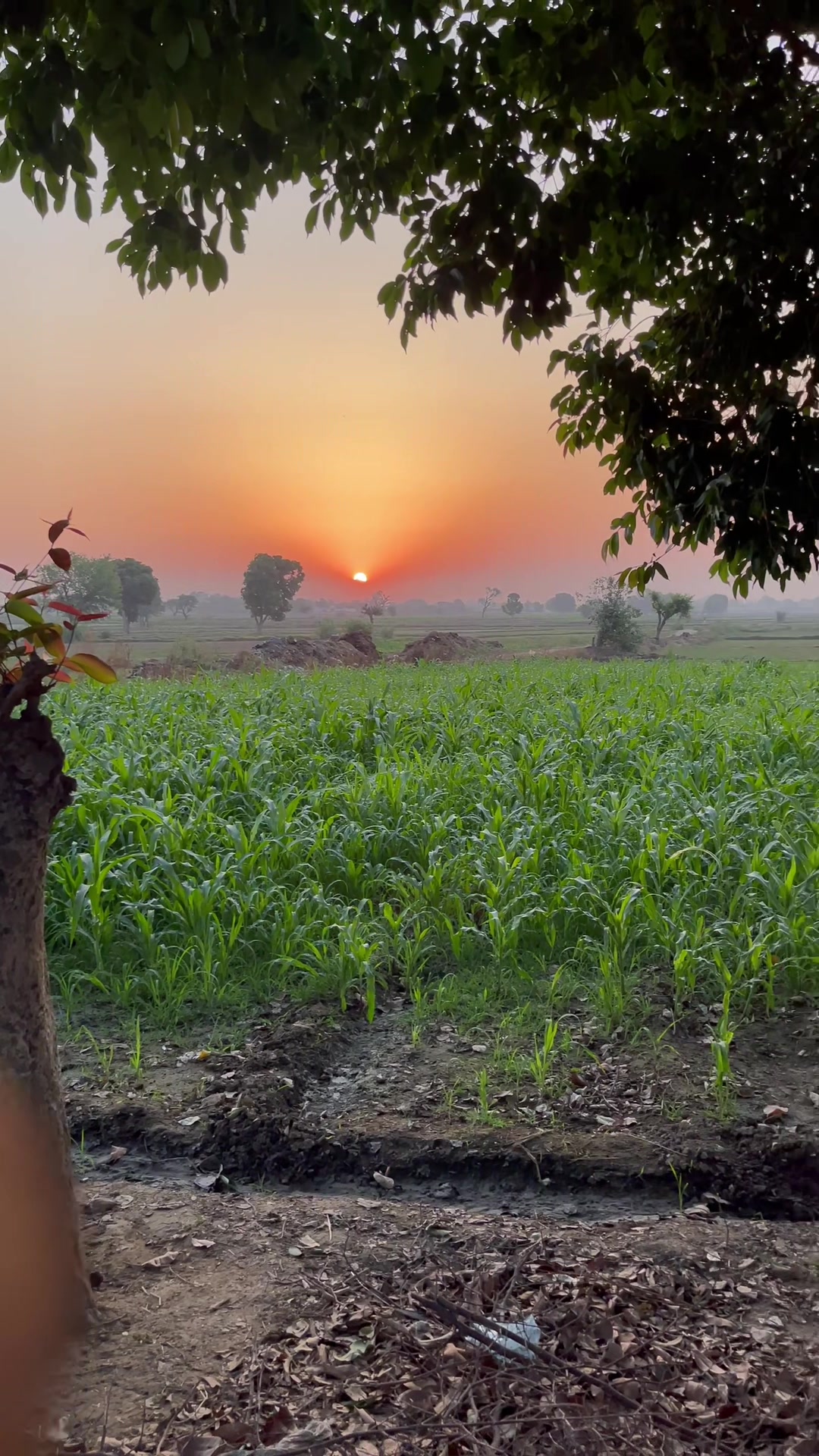 @چوھدری عمر 💫