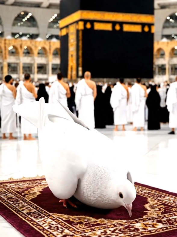 @Catty Pray