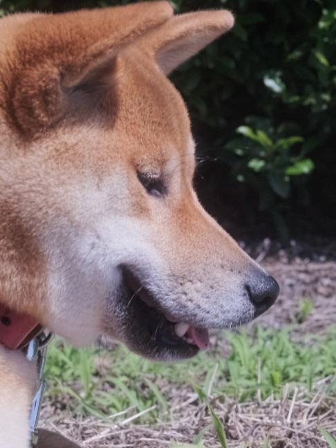 @柴犬座〜The Shiba Inu〜