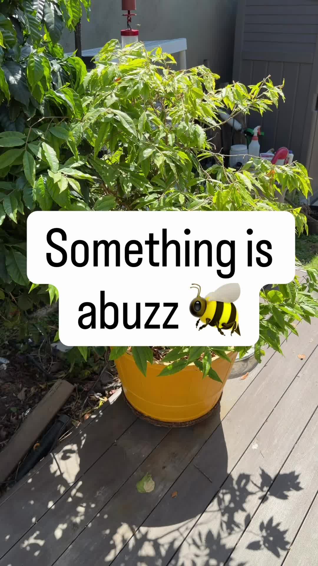 @FancyPlantsLA