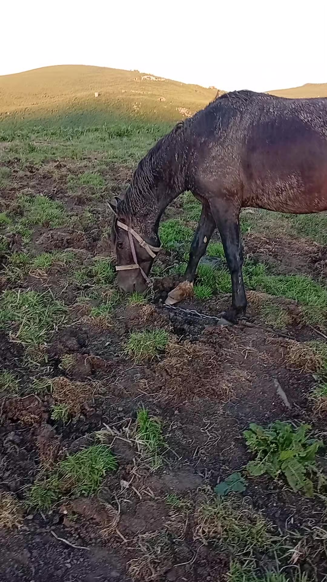 @Վաչե Գևորգյան